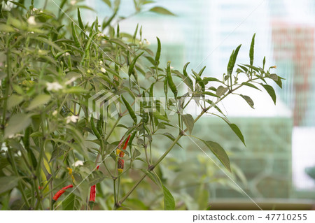 Green chillies in garden. Green chillies in garden. 47710255