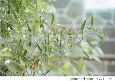 Green chillies in garden. 47710256