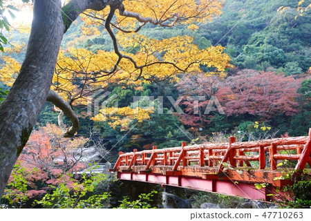 和歌山縣田邊市Kikyo峽谷秋葉 和歌山縣田邊市Kikyo峽谷秋葉 47710263