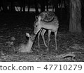 Deer parent and child 47710279