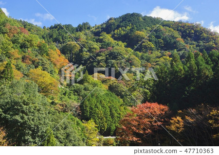 和歌山縣多摩川峽谷橋本市的秋天 47710363