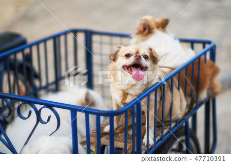 chiwawa dog on motorbike side car 47710391