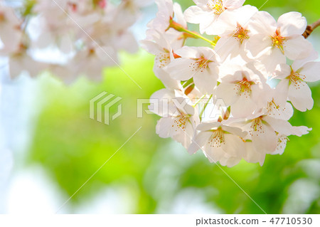Sakura Sakura Sakura Simei Yoshino 47710530