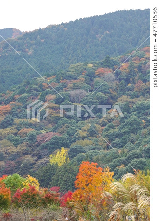 大阪府岸和田市牛卷山秋葉 大阪府岸和田市牛卷山秋葉 47710536