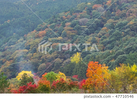 Ushidakiyama Autumn Leaves Kishiwada City, Osaka Prefecture 47710546