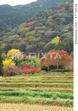 Ushidakiyama Autumn Leaves Kishiwada City, Osaka Prefecture 47710556
