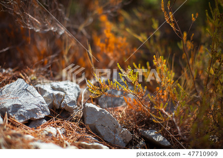 Coniferous tree sprout near of the stones. 47710909