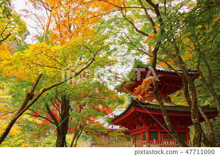Autumn leaves at Utakiyama Daitokuji Temple Kishiwada City, Osaka Prefecture Autumn leaves at Utakiyama Daitokuji Temple Kishiwada City, Osaka Prefecture 47711000