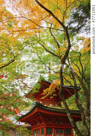 Autumn leaves at Utakiyama Daitokuji Temple Kishiwada City, Osaka Prefecture 47711001