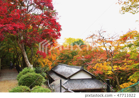 大阪府岸和田市宇多山山大德寺的秋葉 大阪府岸和田市宇多山山大德寺的秋葉 47711022