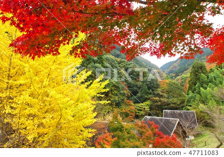 Autumn leaves near Utakiyama Daitokuji Temple Kishiwada City, Osaka Prefecture Autumn leaves near Utakiyama Daitokuji Temple Kishiwada City, Osaka Prefecture 47711083