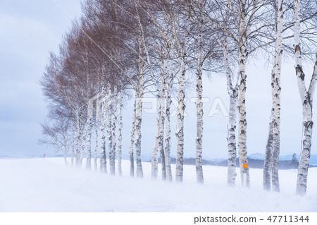 paper birch trees in winter