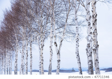 paper birch trees in winter