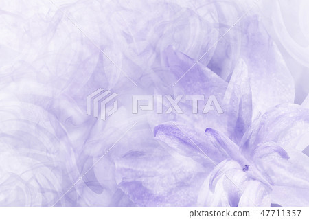 Floral light blue background.Petals lily flower Floral light blue background.Petals lily flower 47711357