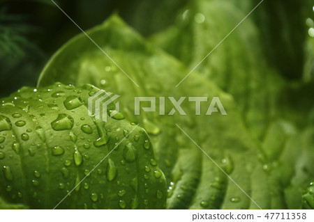Green big leaves after the rain. Closeup. Green big leaves after the rain. Closeup. 47711358