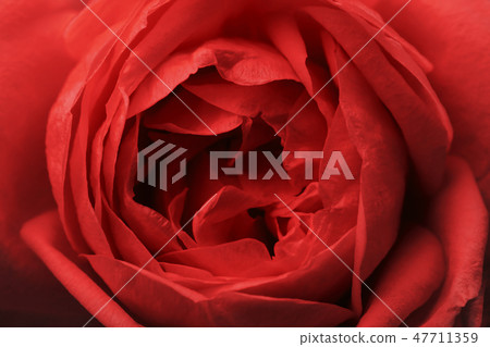 Flower Rose red. Macro. View from above. Flower Rose red. Macro. View from above. 47711359