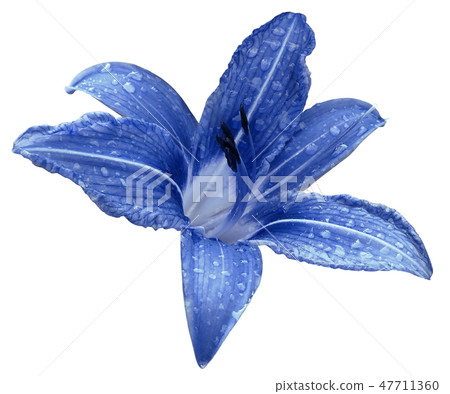 Blue flower lily on a white isolated background Blue flower lily on a white isolated background 47711360