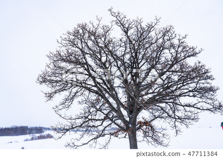 "Hokkaido" Seven star tree, Biei in winter 47711384