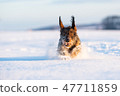 dachshund hound dog in freezy winter time 47711859