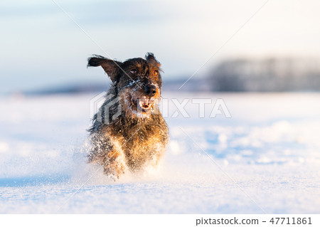 dachshund hound dog in freezy winter time 47711861