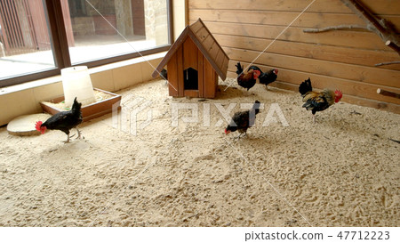 Hens and roosters in coop at modern farm. Hens and roosters in coop at modern farm. 47712223