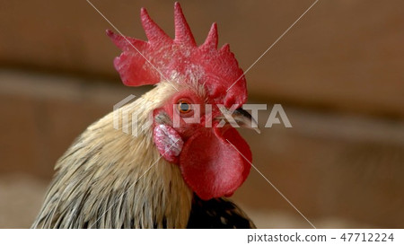 Close up rooster with red crest on head. Close up rooster with red crest on head. 47712224