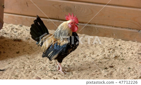 Cock rooster at poultry farm. Cock rooster at poultry farm. 47712226