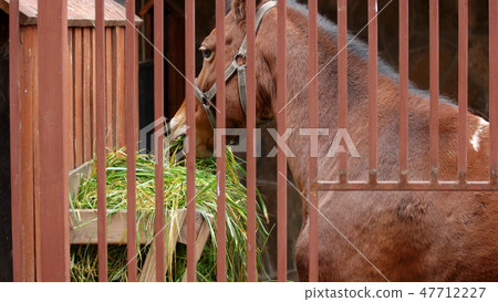 Horse eating grass in a stable outdoors. Horse eating grass in a stable outdoors. 47712227