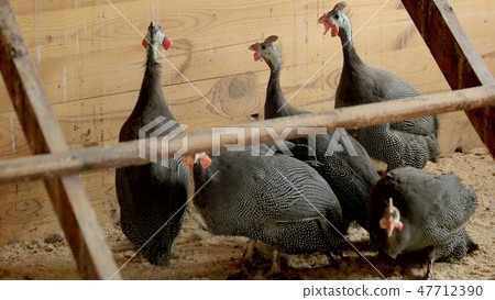 Group of pheasants at poutry farm. Group of pheasants at poutry farm. 47712390
