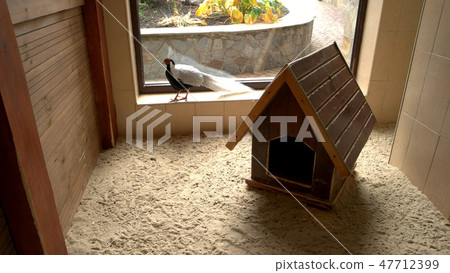 Silver pheasant walking in hen house. 47712399