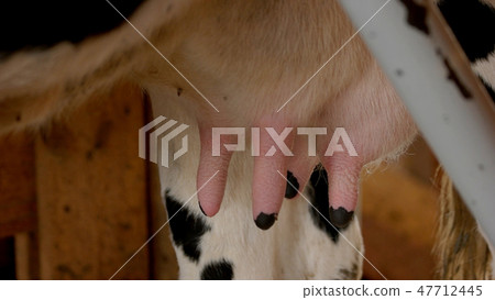 Udder of young cow close up. 47712445