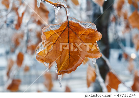 frozen brown leaf with icicles on wintertime frozen brown leaf with icicles on wintertime 47713274
