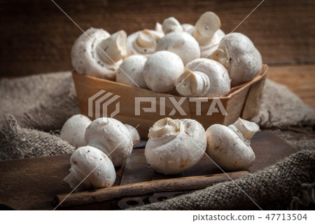Freshly harvested mushrooms. Freshly harvested mushrooms. 47713504