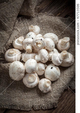 Freshly harvested mushrooms. Freshly harvested mushrooms. 47713506