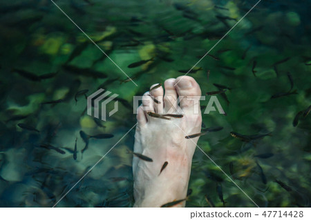 Pedicure fish spa. Spa treatment fish Rufa Garr. Closeup of fish and male leg in cenote. Cancun Pedicure fish spa. Spa treatment fish Rufa Garr. Closeup of fish and male leg in cenote. Cancun 47714428