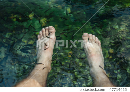 Pedicure fish spa. Spa treatment fish Rufa Garr. Closeup of fish and male legs in cenote. Cancun 47714433