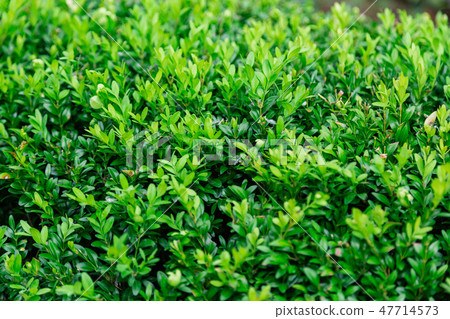 Green bright bush in sunny weather, grass texture. 47714573