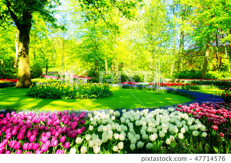 fresh lawn with flowers fresh lawn with flowers 47714576