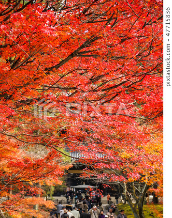 Nanzenji, autumnal leaves on the approaching path leading to Honmoku through the Sanmon Nanzenji, autumnal leaves on the approaching path leading to Honmoku through the Sanmon 47715836