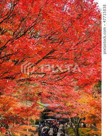 Nanzenji, autumnal leaves on the approaching path leading to Honmoku through the Sanmon Nanzenji, autumnal leaves on the approaching path leading to Honmoku through the Sanmon 47715838
