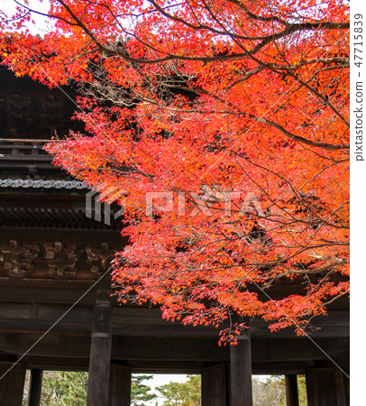 Nanzenji, autumn leaves with the back of the Sanmon Nanzenji, autumn leaves with the back of the Sanmon 47715839