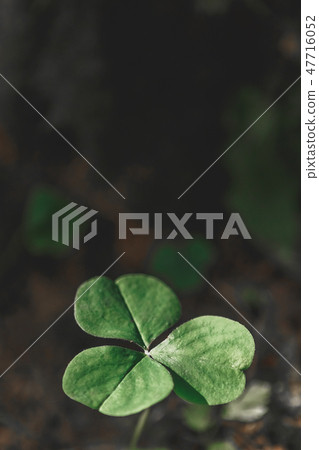 Three leaves shamrocks growing in the forest Three leaves shamrocks growing in the forest 47716052
