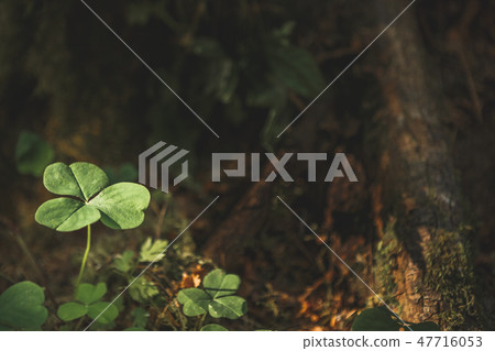 Three leaves shamrocks growing in the forest 47716053