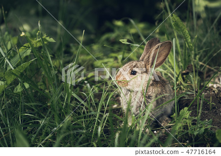 Cute little hare or rabbit hiding in the grass Cute little hare or rabbit hiding in the grass 47716164