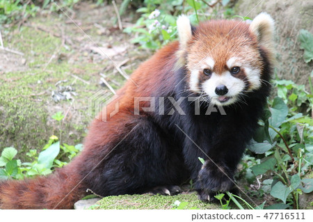 小熊貓 47716511
