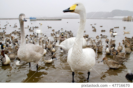 宮城縣Uchinuma天鵝的父母和孩子 47716670