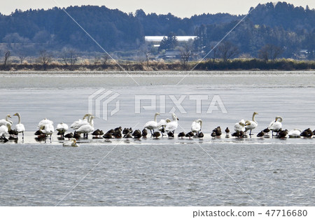  燕子天鵝和鴨子在冰上漂浮在伊豆沼的中心 47716680