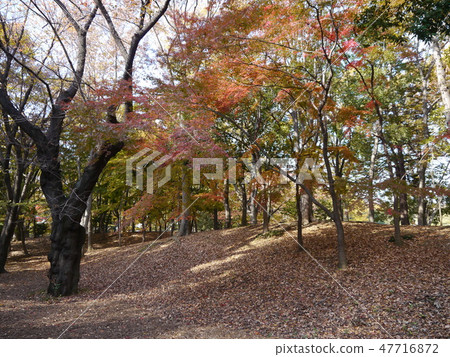 秋天府中之森公園（秋葉時間） 47716872
