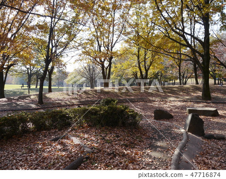 秋天府中之森公園(秋葉時間) 秋天府中之森公園(秋葉時間) 47716874