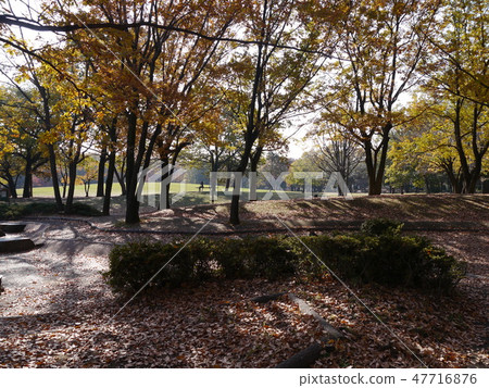 秋天府中之森公園（秋葉時間） 47716876